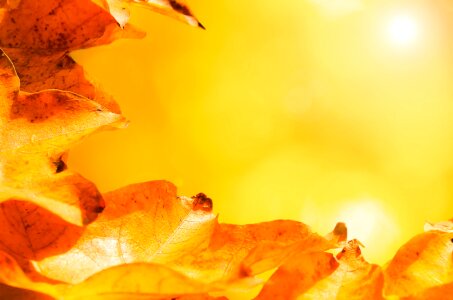 Branch grass background