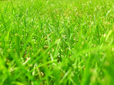 Green blade of grass grasses photo