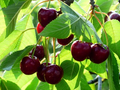 Fruit healthy leaves