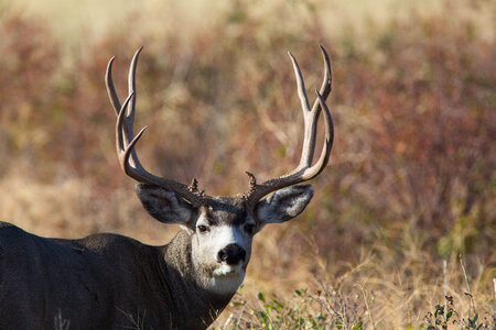 Mule deer buck with large antlers-1 photo