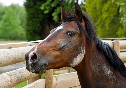 Animal beautiful photo brown