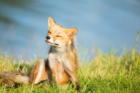 Red fox sitting in the grass photo