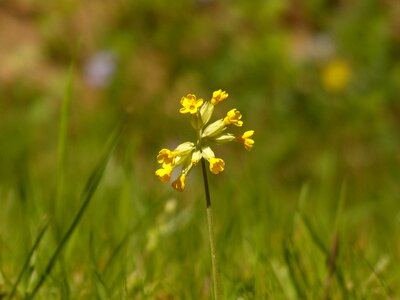 Bloom yellow flower photo