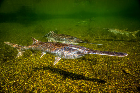 Paddlefish-1
