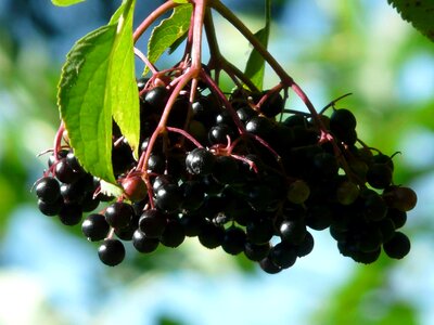 Berry branch dietary photo