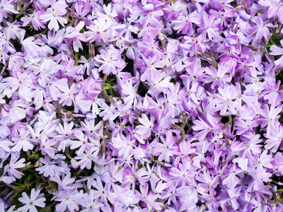 White and Purple Flowers photo