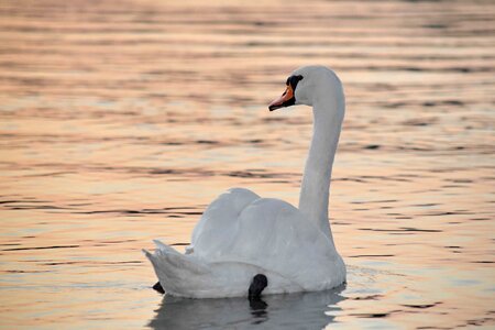 Beautiful Photo dusk grace photo