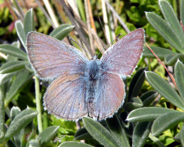 Mission Blue Butterfly, Male photo