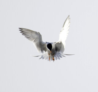 Forsters Tern preparing for a dive photo