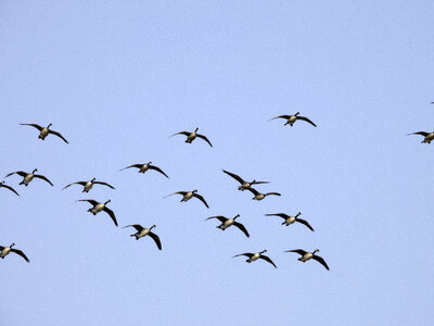 Flock of flying Geese photo