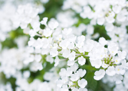 White flowers background photo