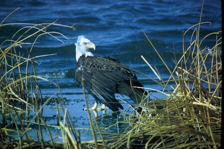 Bald Eagle coast eagle