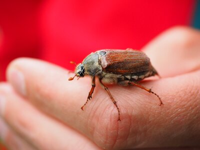 Insect krabbeltier creature photo