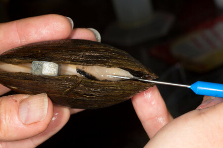 Extracting glochidia from freshwater mussel