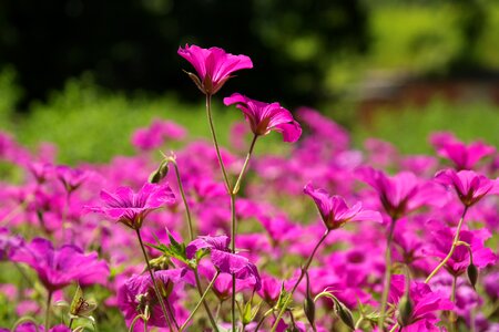 Pink flower plant photo