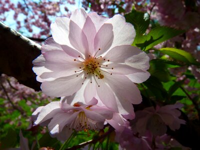 Cherry blossom japanese cherry japanese flowering cherry