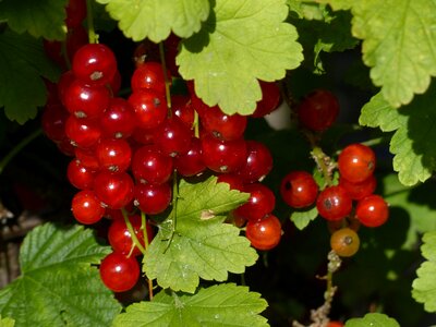 Berries fruit red photo