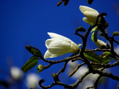 White tree bloom