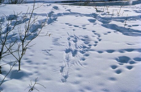 Activity animal predator