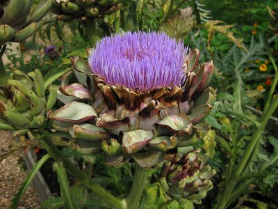 Purple flower floral plant