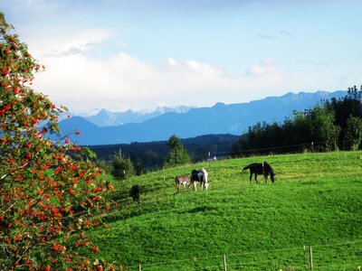 Autumn upper bavaria horses photo