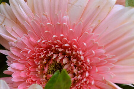 Daisy Closeup Pink