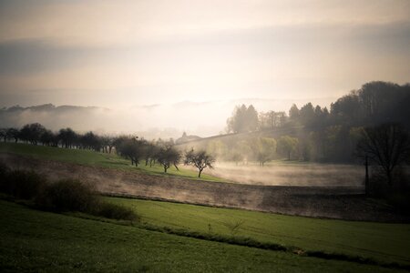 Mood trees field