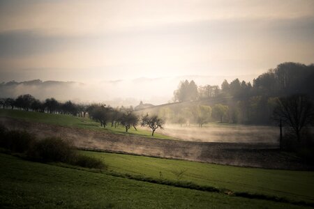 Mood trees field photo