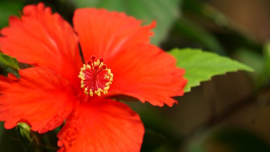 Flower red benin photo