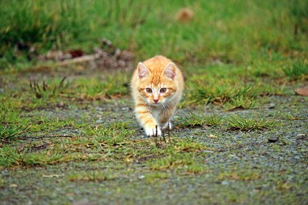 Adorable animal cat