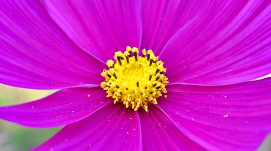 Flora flower nature