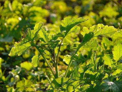 Crop agriculture arable