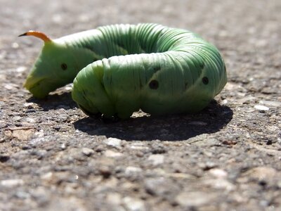 Agrius convolvuli insect animal photo