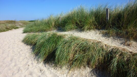 Sand grasses dunes photo