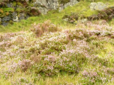 Blossoming crops 