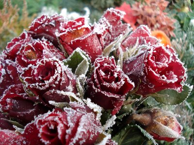 Ice frozen roses photo