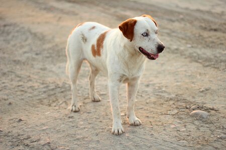 White light brown pet
