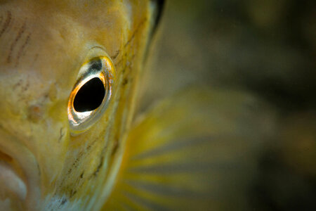 Eye of a Bluegill
