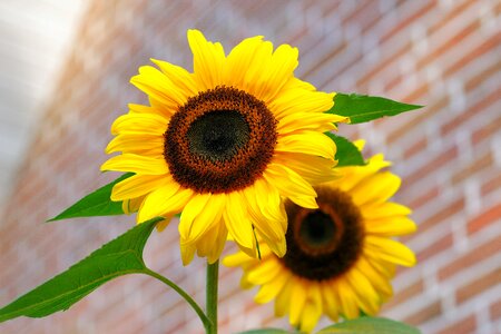 Yellow colorful helianthus annuus photo