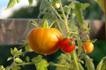Yellow vegetable garden green