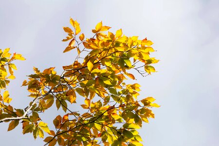 Autumn autumn season branch