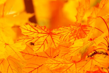 Color fall leaf photo