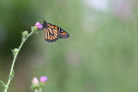 Animal blossoming bug photo