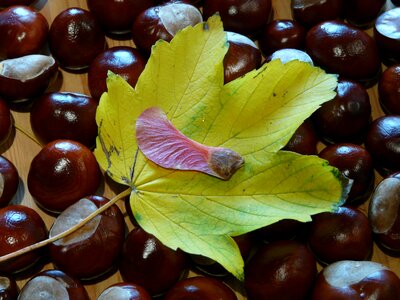 Maple maple leaf acer photo