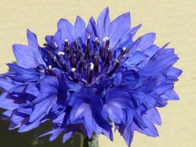 Beautiful beautiful flowers beautiful photo