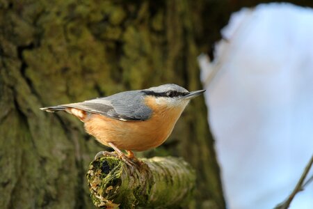 Wings feather wildlife photo