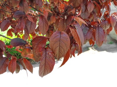 Plant tree leaf photo