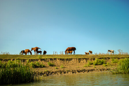 Wild Horses photo