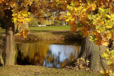 Autumn forest pond park photo