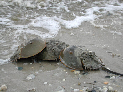 Horseshoe Crab-1 photo